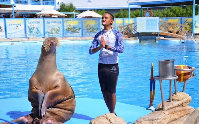 Walrus and instructor performing at Hurghada Dolphin Show, Egypt Dolphin World.