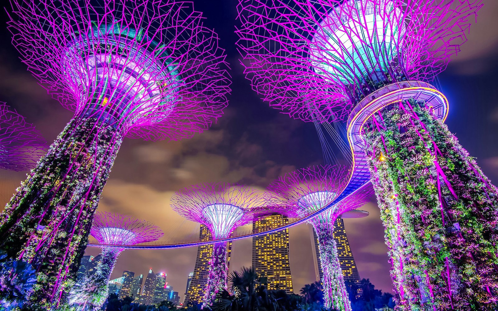 Supertree Grove illuminated at night, Gardens by the Bay, Singapore.