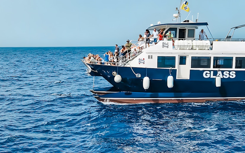 Tourists on a Gran Canaria cruise boat watching dolphins in the ocean.