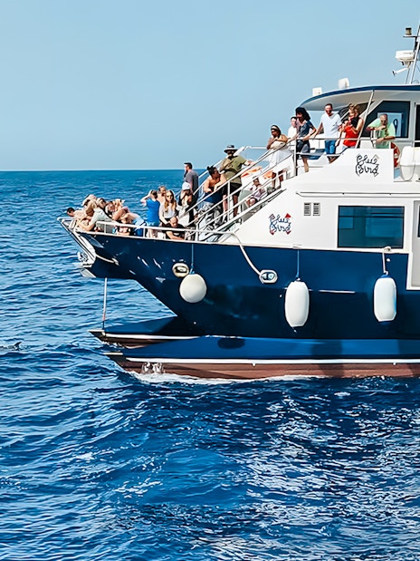 Tourists on a Gran Canaria cruise boat watching dolphins in the ocean.