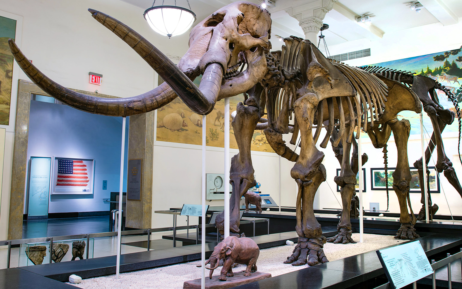 Hall of Advanced Mammals exhibit at the American Museum of Natural History, featuring diverse mammal displays.