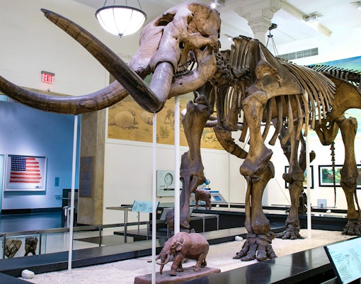 Hall of Advanced Mammals exhibit at the American Museum of Natural History, featuring diverse mammal displays.