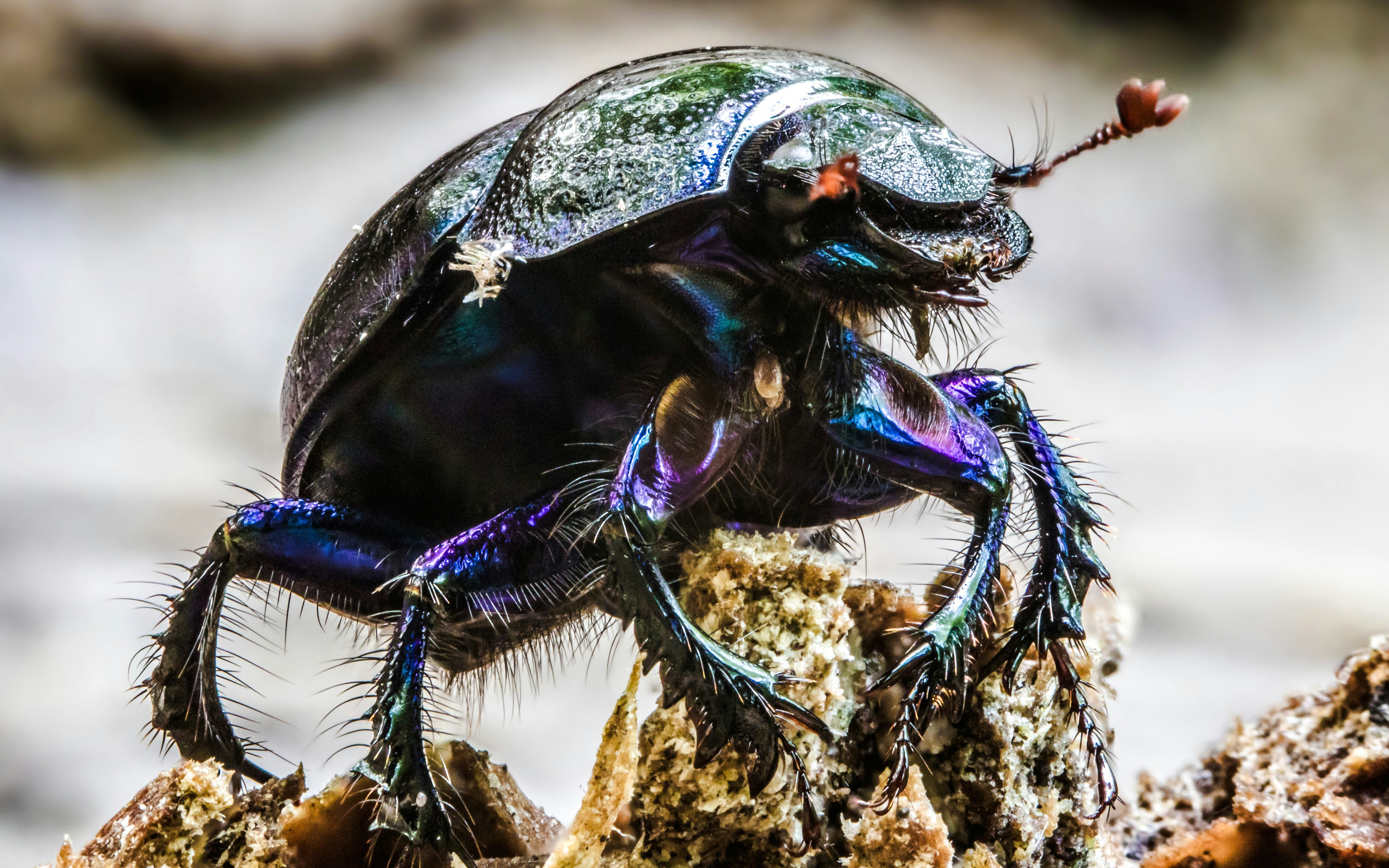 Close-up of a beetle on a rock at The Butterfly Garden.