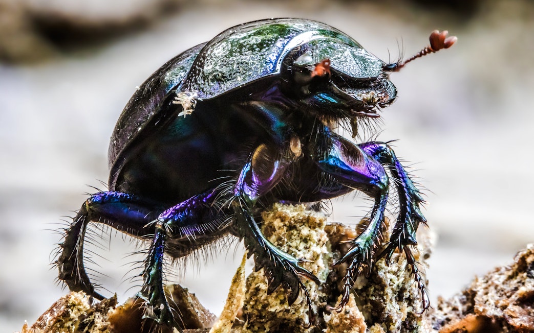 Close-up of a beetle on a rock at The Butterfly Garden.