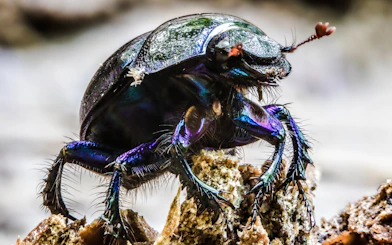 Close-up of a beetle on a rock at The Butterfly Garden.