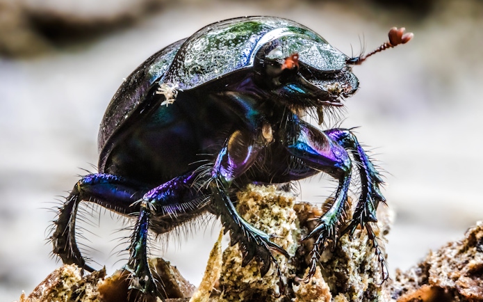 Close-up of a beetle on a rock at The Butterfly Garden.