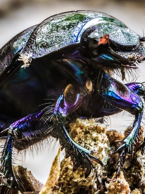 Close-up of a beetle on a rock at The Butterfly Garden.