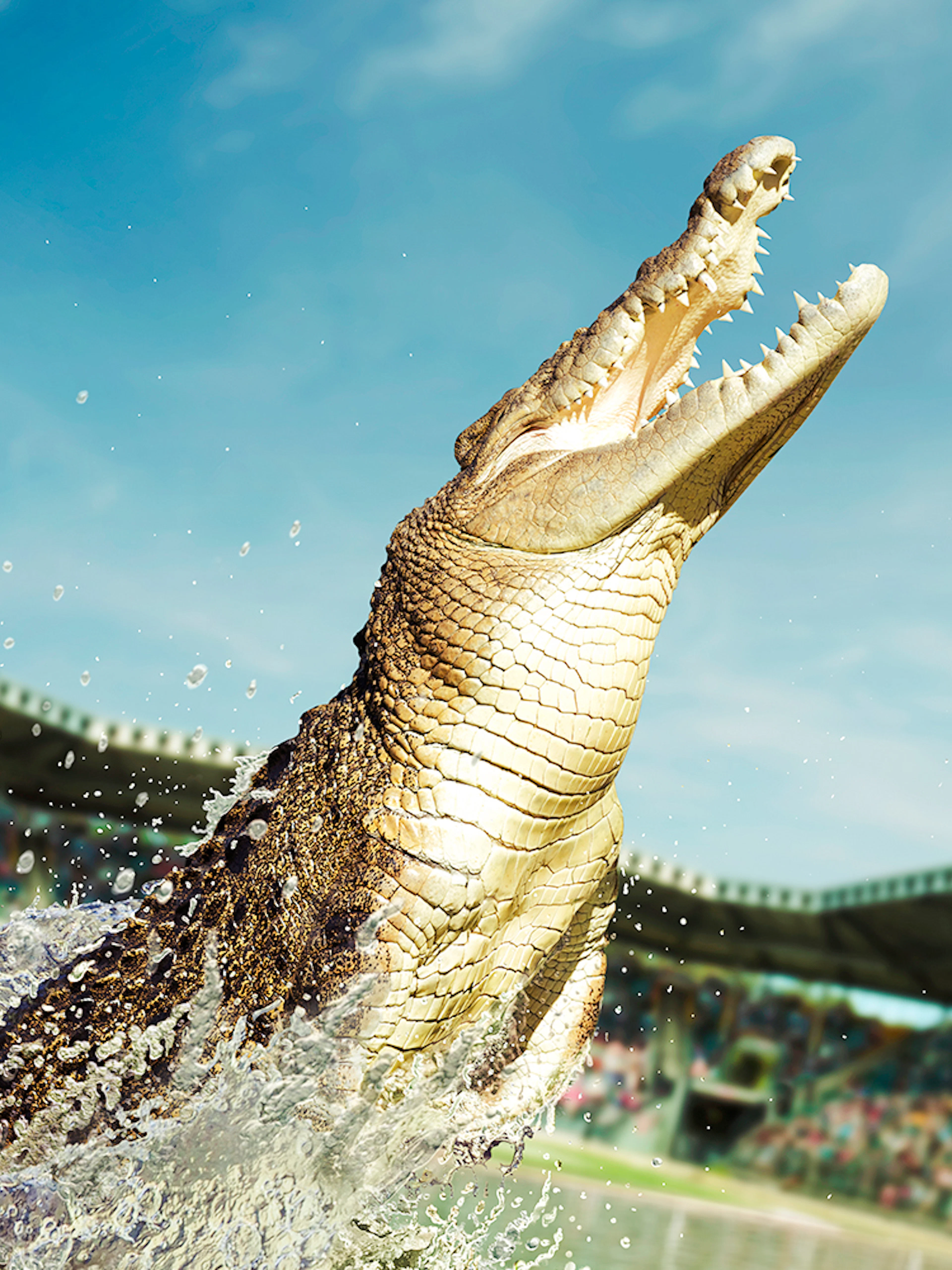 Crocodile leaping from water at Australia Zoo stadium.