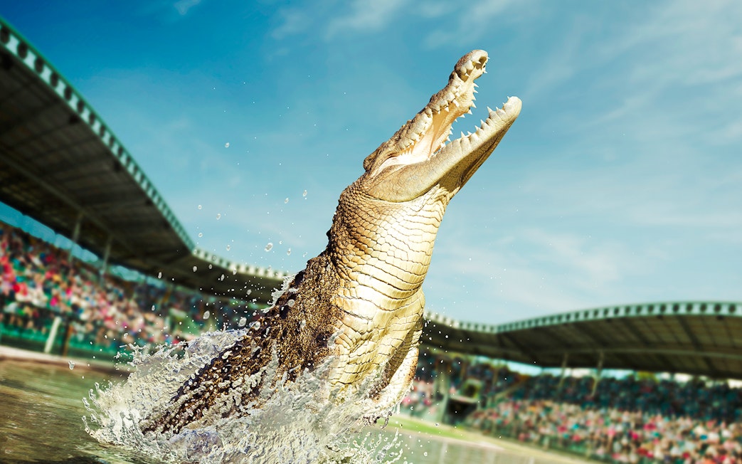 Crocodile leaping from water at Australia Zoo stadium.