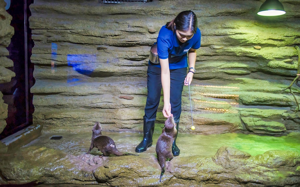 Feeding otters at Aquaria Phuket exhibit.