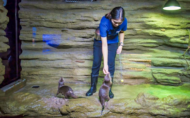 Feeding otters at Aquaria Phuket exhibit.