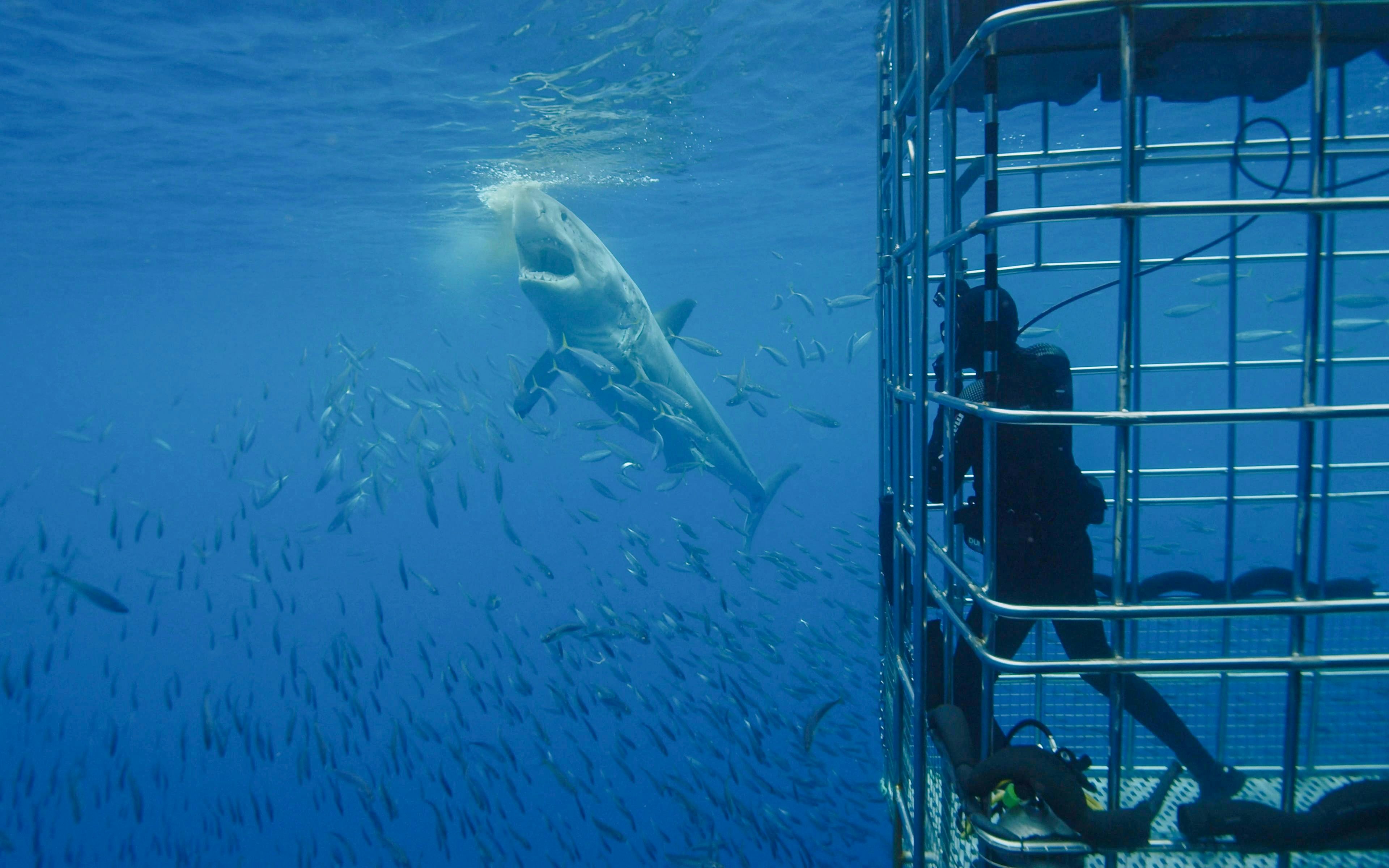 Bronze whaler shark approaches bait near diver in cage, surrounded by fish.