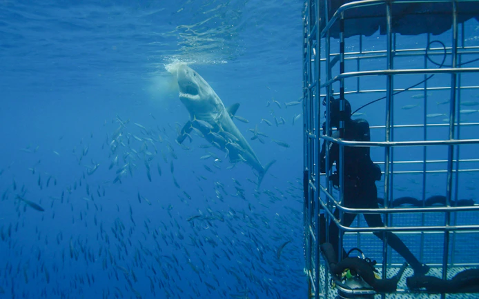 Bronze whaler shark approaches bait near diver in cage, surrounded by fish.