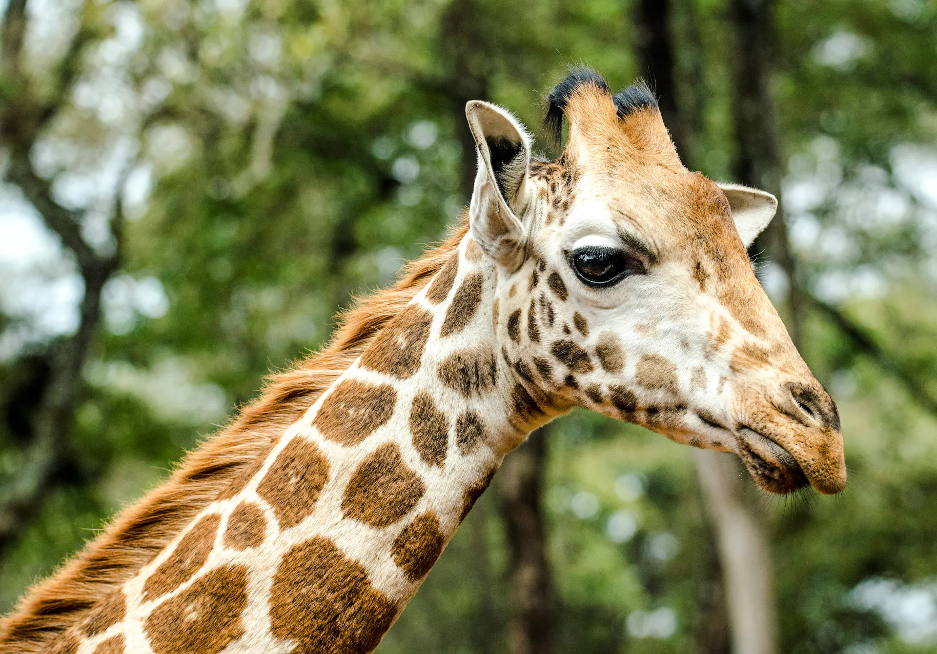 Giraffe in Nairobi's natural habitat, part of the Nairobi Heritage tour.