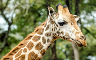 Giraffe in Nairobi's natural habitat, part of the Nairobi Heritage tour.
