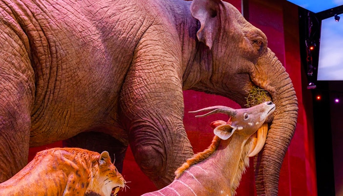 Elephant, antelope, and saber-toothed cat exhibit at National History Museum TheLostHistory.