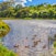 Duck Pond