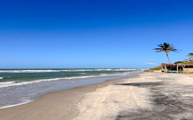 Pontal de Maceió beach with palm tree and rustic hut, Fortim, Brazil.