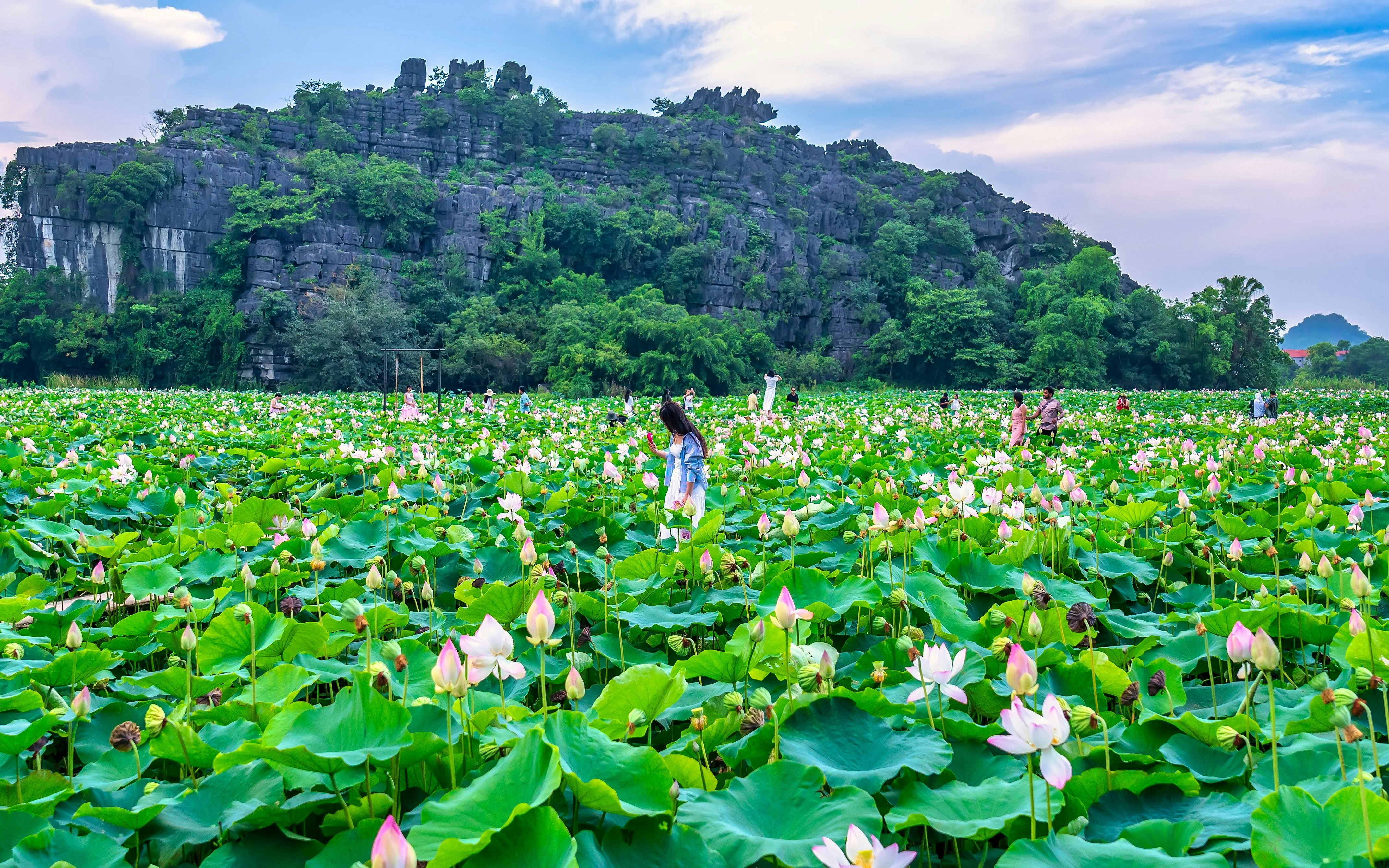 Lotus fields at Mua Cave, Ninh Binh, Vietnam with limestone cliffs in the background.