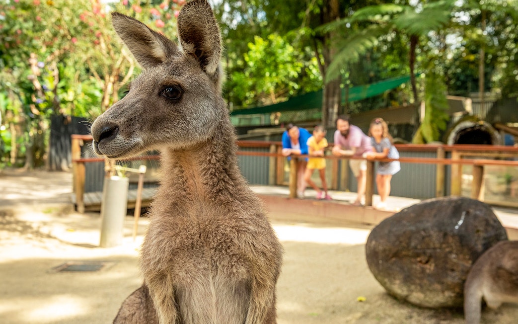 Kangaroo at Kuranda Koala Gardens with visitors in the background.