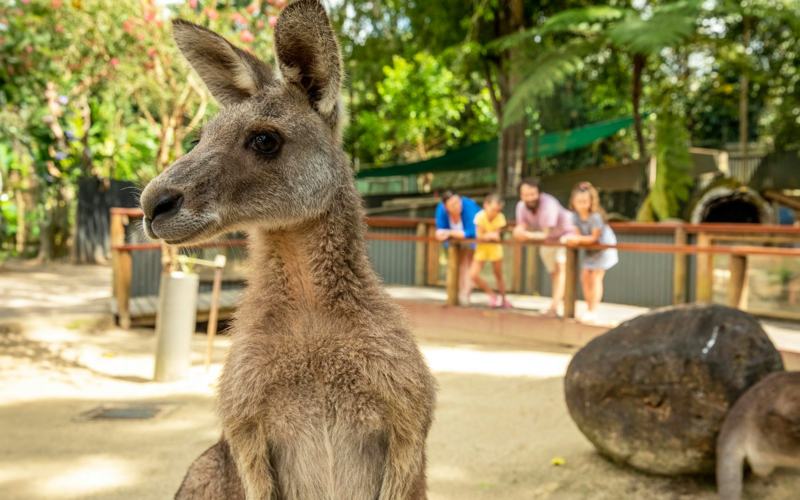 Kangaroo at Kuranda Koala Gardens with visitors in the background.