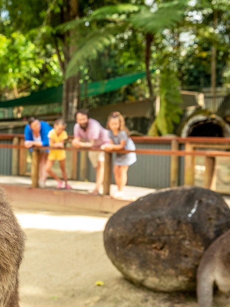 Kangaroo at Kuranda Koala Gardens with visitors in the background.