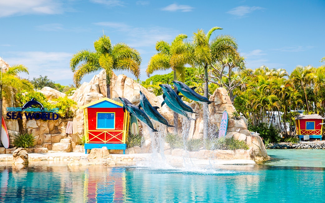 Dolphins leaping at Seaworld Gold Coast with colorful huts and palm trees in the background.