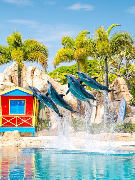 Dolphins leaping at Seaworld Gold Coast with colorful huts and palm trees in the background.