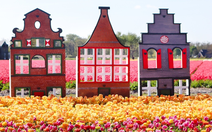 Tulip fields with Dutch house cutouts at Tulip Experience Amsterdam.