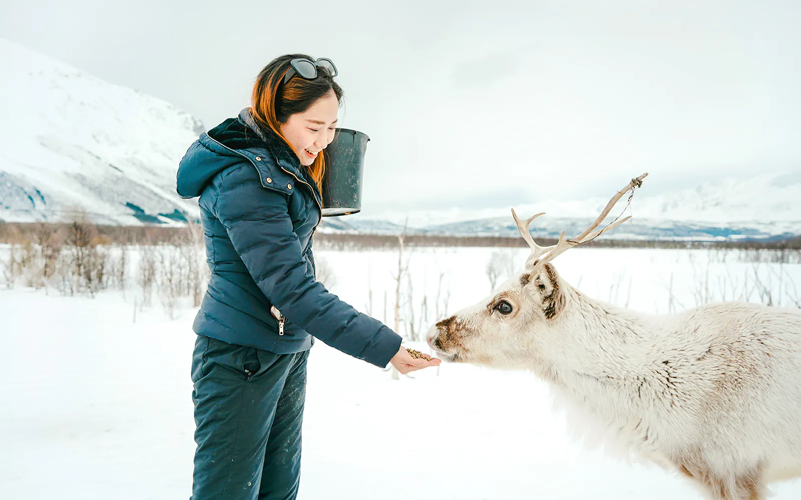 Person feeding a reindeer in snowy Troms landscape, showcasing Sami culture experience.