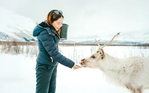 Person feeding a reindeer in snowy Troms landscape, showcasing Sami culture experience.