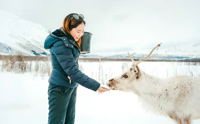 Person feeding a reindeer in snowy Troms landscape, showcasing Sami culture experience.
