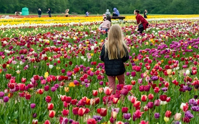Visitors exploring vibrant tulip fields at Keukenhof near Amsterdam.