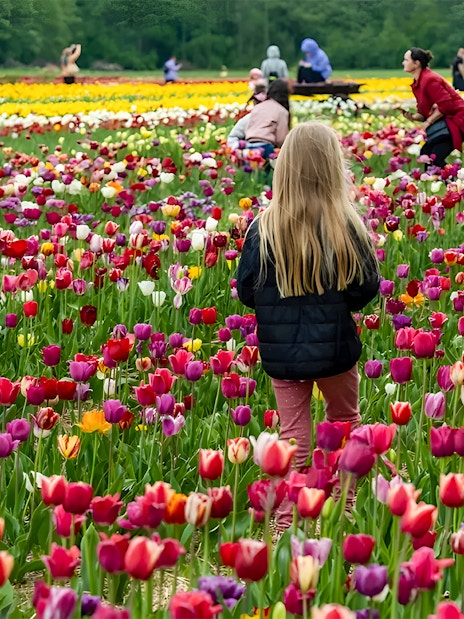 Visitors exploring vibrant tulip fields at Keukenhof near Amsterdam.