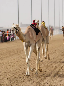 Camel race in Doha desert with robotic jockeys on sandy track.