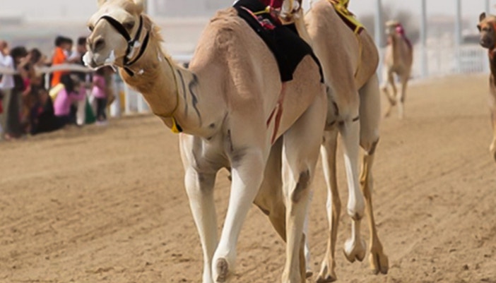 Camel race in desert with robotic jockeys on sandy track.