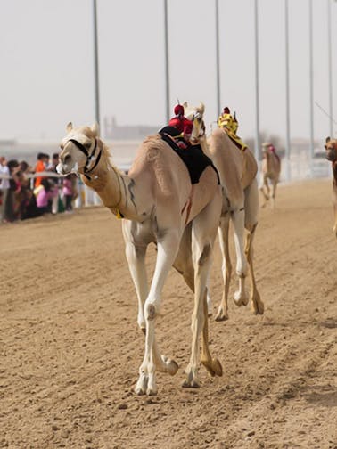 Doha Desert Safari