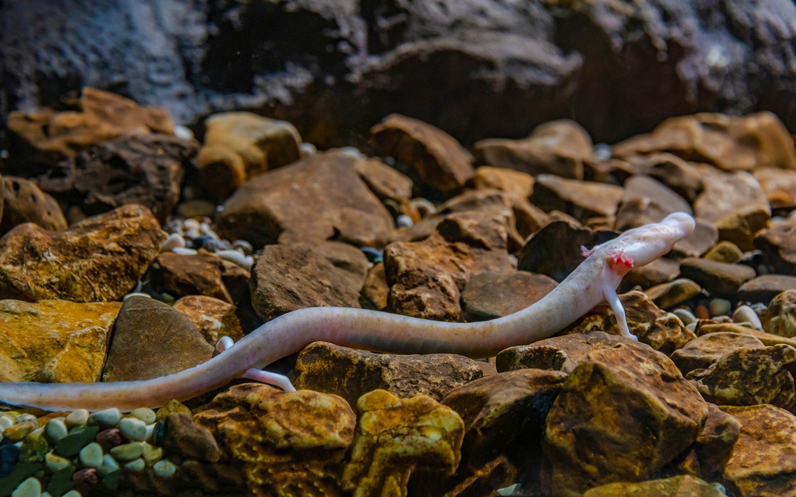 Baby dragon, or olm, on rocky surface inside Postojna Cave, Slovenia.