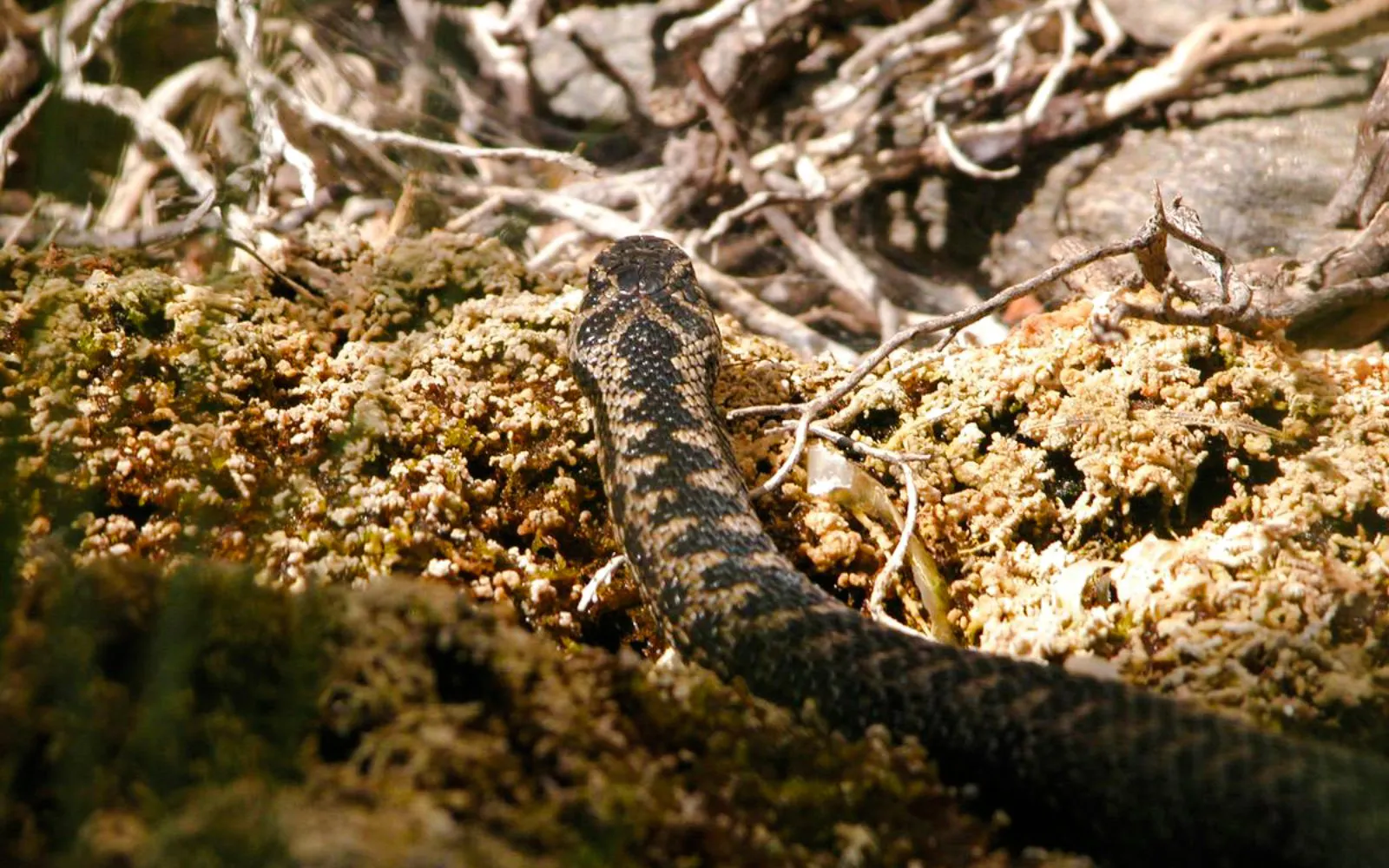 Snake on rocky terrain at Alpenzoo Innsbruck.
