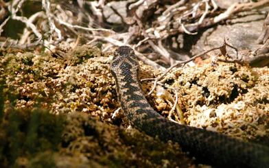 Snake on rocky terrain at Alpenzoo Innsbruck.