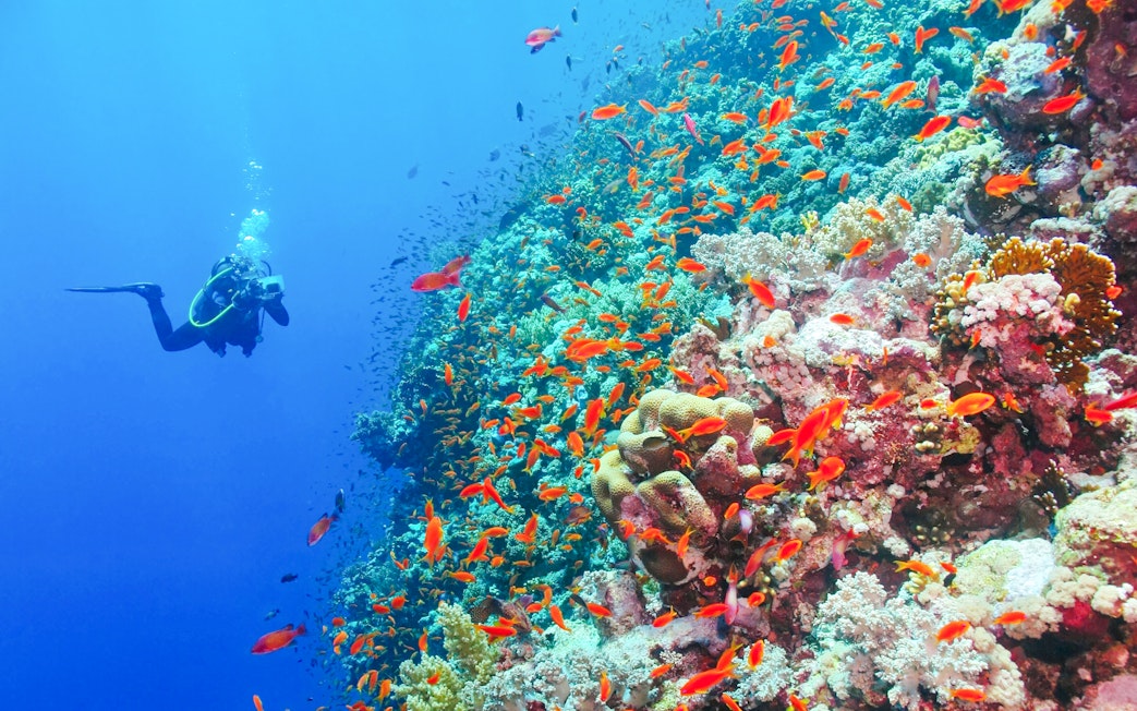Scuba diver exploring vibrant coral reef at White Island, Sharm El-Sheikh.