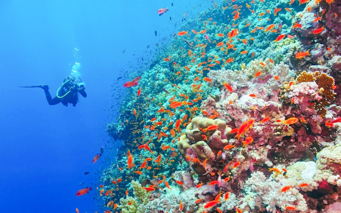 Scuba diver exploring vibrant coral reef at White Island, Sharm El-Sheikh.