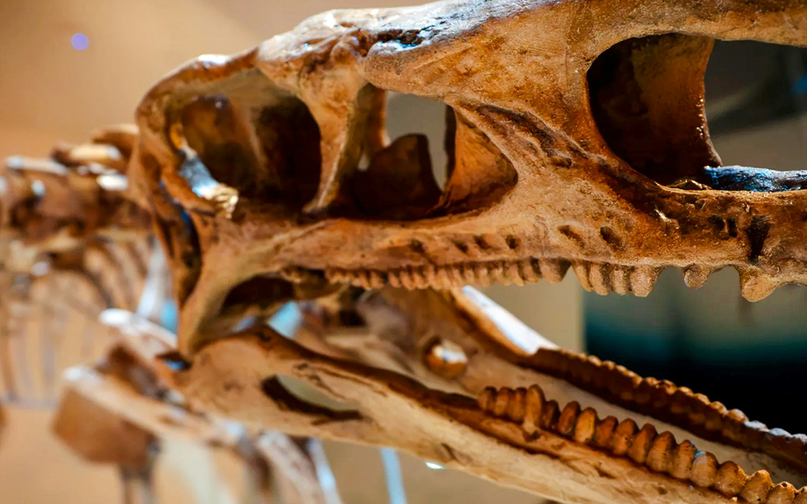 Dinosaur skull exhibit at the National History Museum.