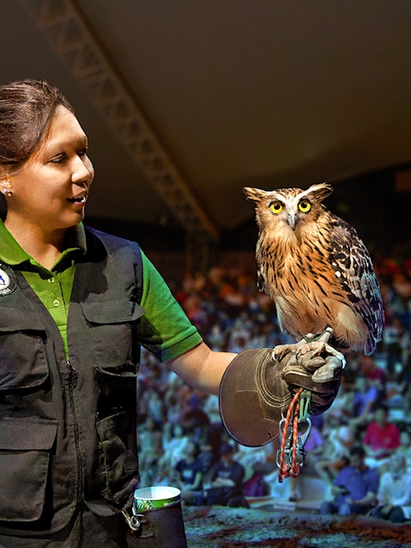 Handler with owl during live show at Night Safari, Singapore.