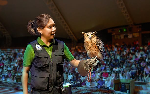 Handler with owl during live show at Night Safari, Singapore.
