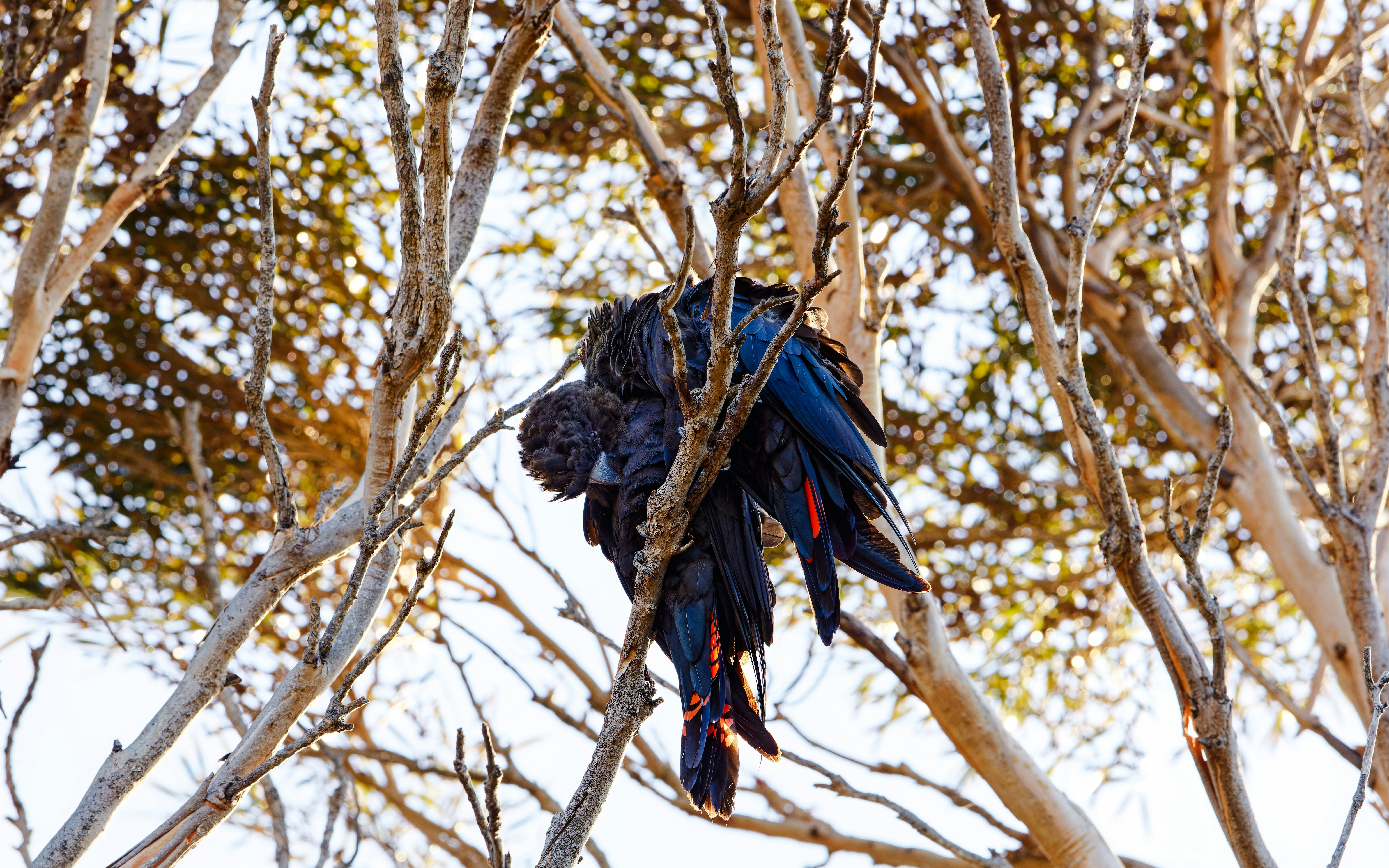 Two glossy black cockatoos preening in a eucalyptus tree at sunset.