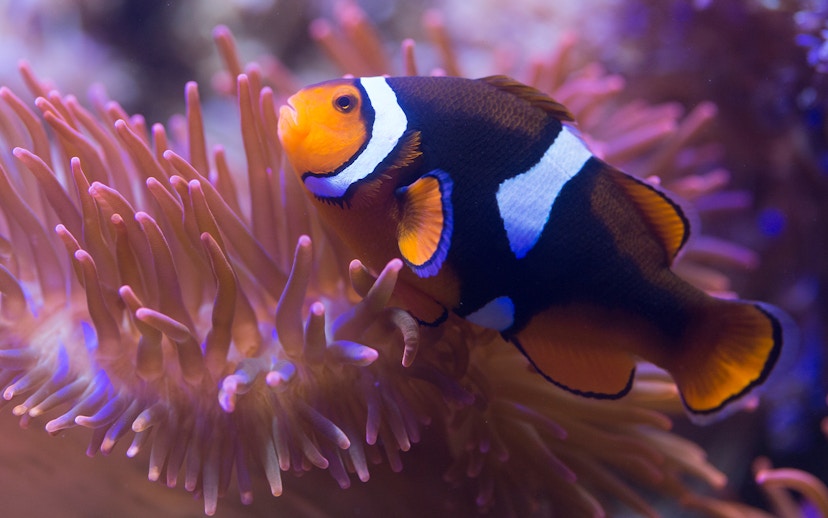 Clownfish swimming among anemones at Sea Life Aquarium, London.