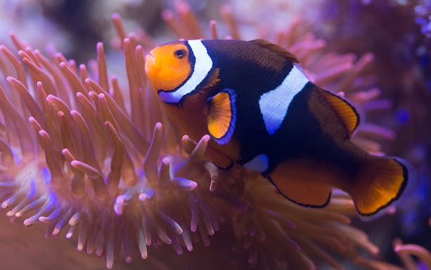 Clownfish swimming among anemones at Sea Life Aquarium, London.