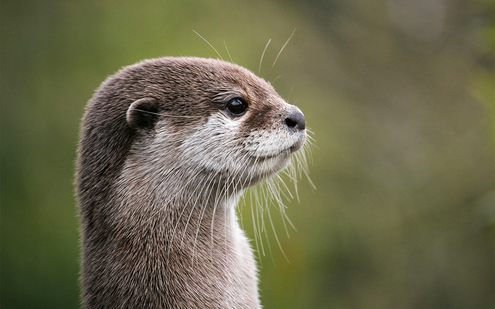 Asian Small-Clawed Otter