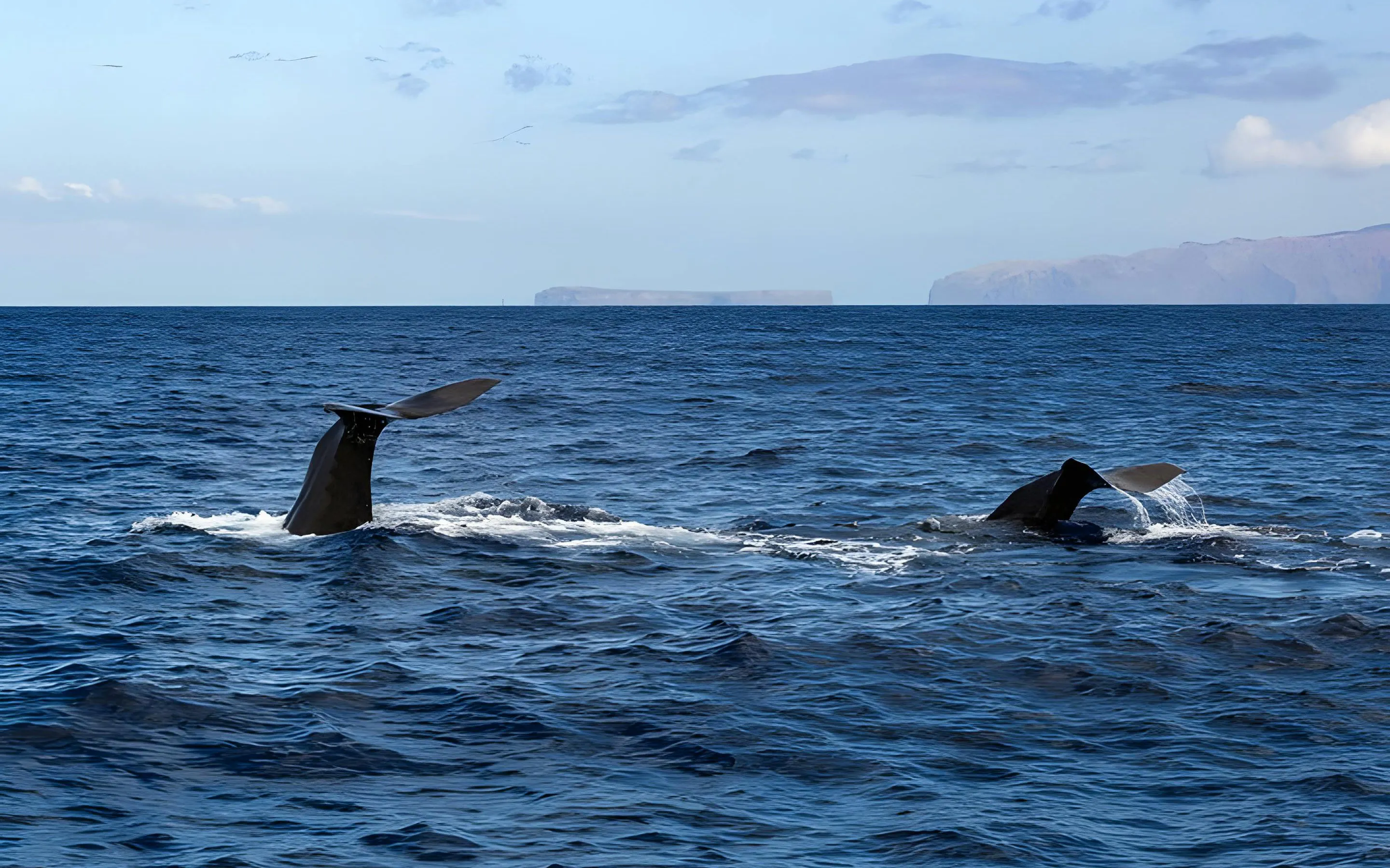 Whale tails emerging from the ocean during a Madeira dolphin and whale watching tour.